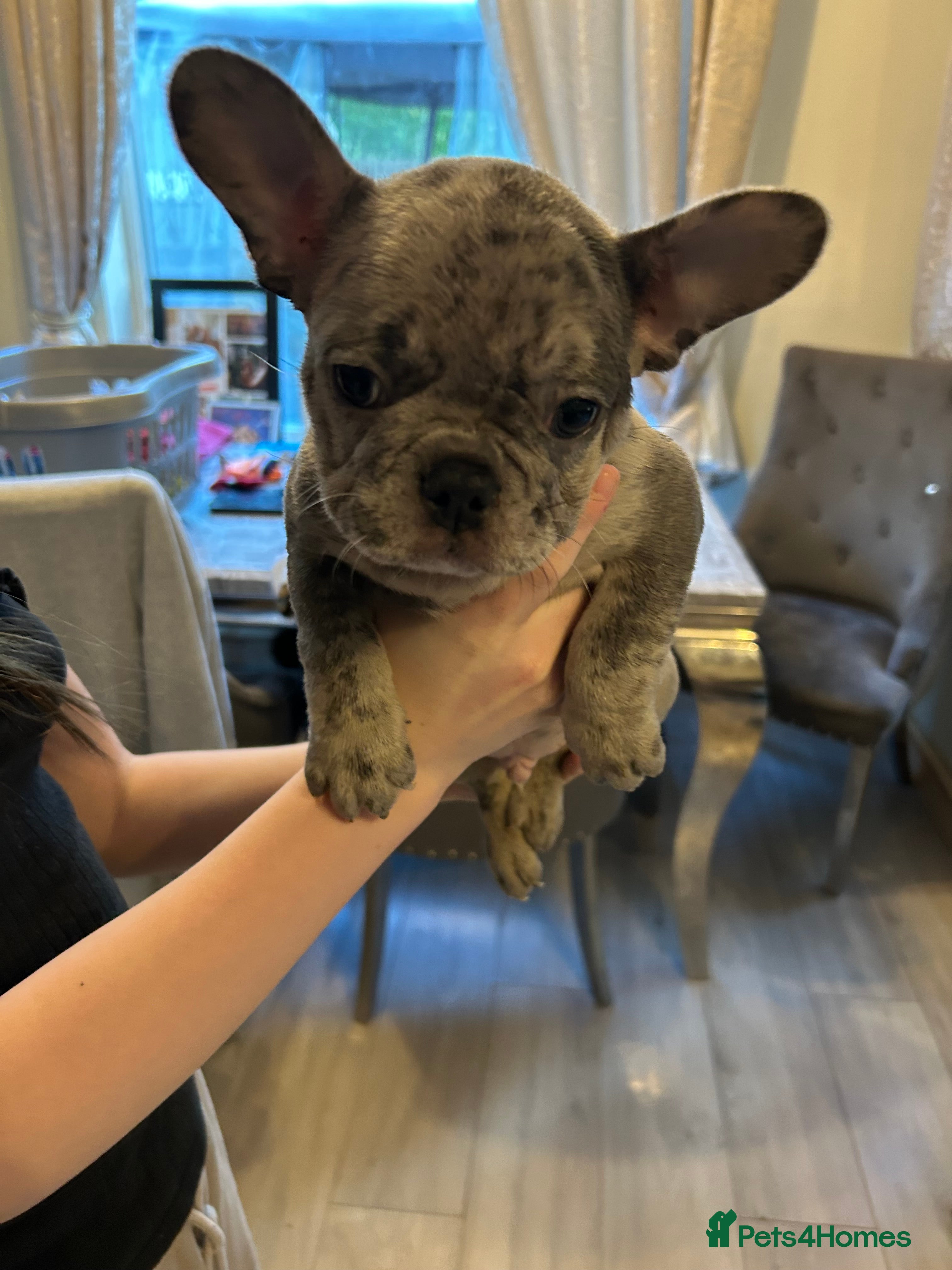 French Bulldog dogs French Bulldog puppies Ready 11th April - Advert 5