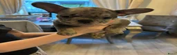 French Bulldog dogs for sale: French Bulldog puppies Ready 11th April - Advert 1