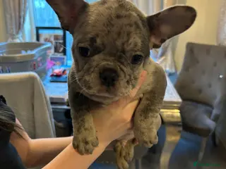 French Bulldog dogs French Bulldog puppies Ready 11th April - Advert 5