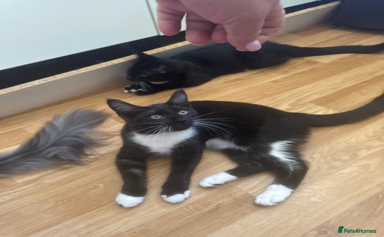 Maine Coon cats - Advert 5