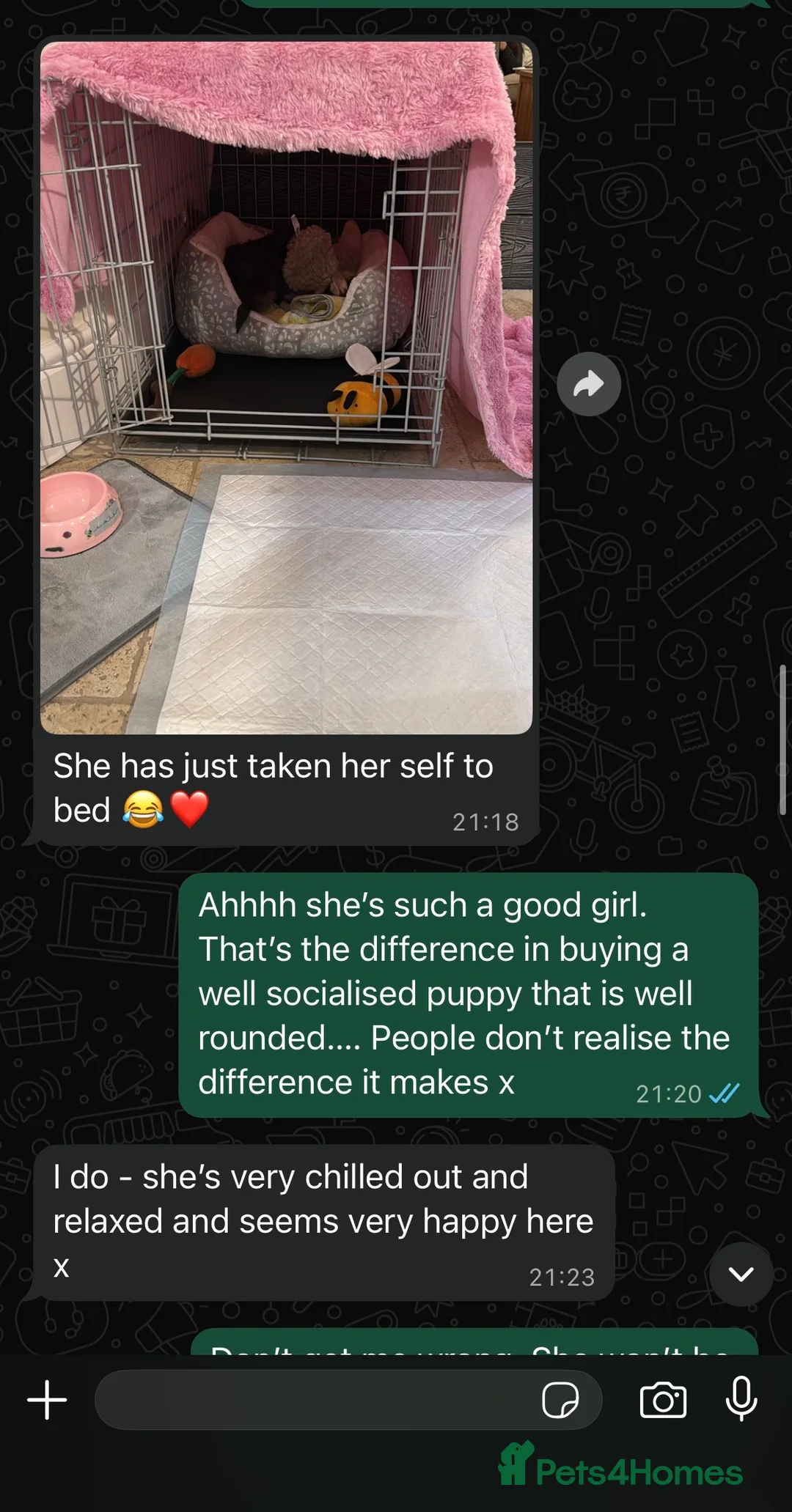 Cockapoo dogs for sale: 🐶THE MOST PERFECT DNA CLEAR MINI F1 COCKAPOOS🐶 - Advert 31