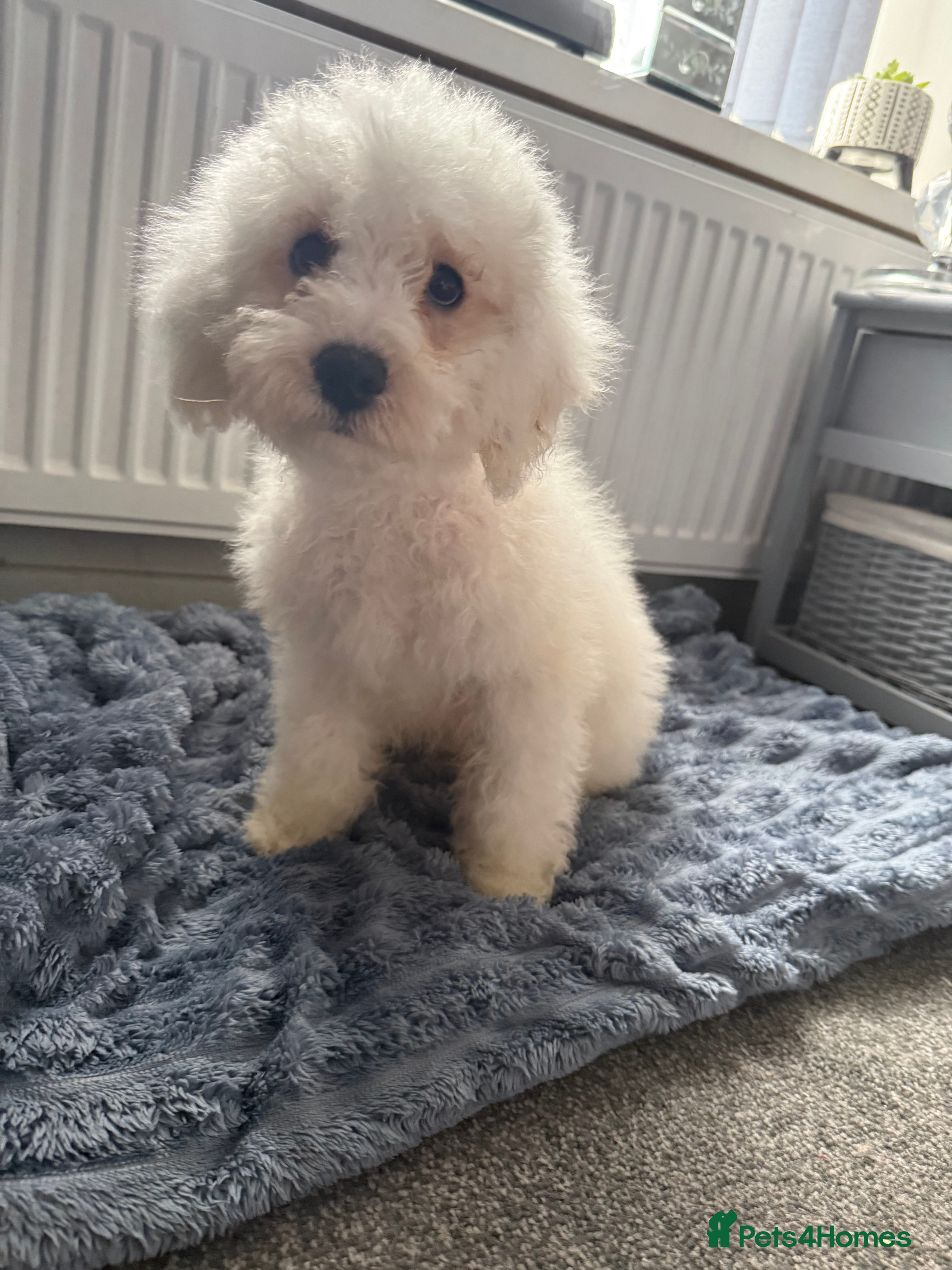 Mixed Breed dogs 1 BOY LEFT TO GO! 8 Beautiful Cavapoochon Puppies - Advert 1