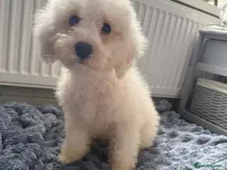 Mixed Breed dogs 1 BOY LEFT TO GO! 8 Beautiful Cavapoochon Puppies - Advert 1