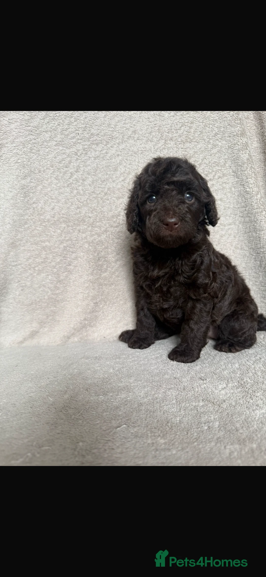 Cockapoo dogs for sale: F1b cockapoo pups  - Advert 12