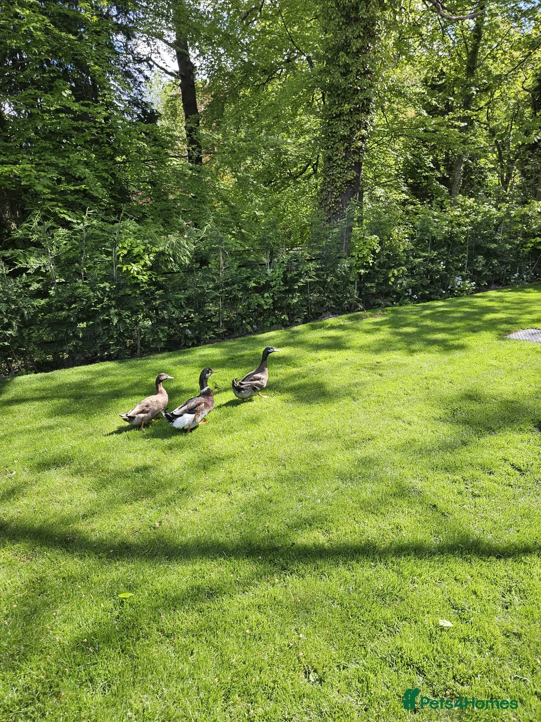 Ducks poultry for sale: Male Runner Ducks - Advert 4