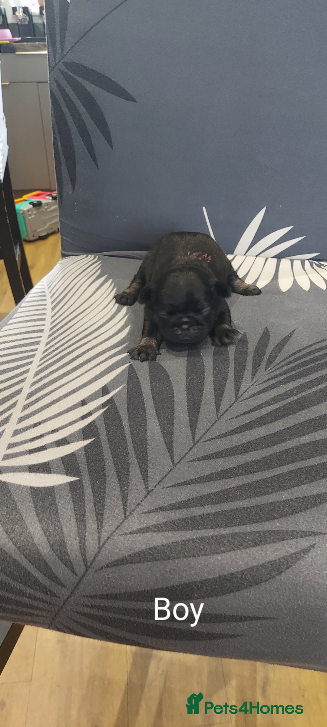 Pug dogs for sale: Pug puppies for sale  - Image 3