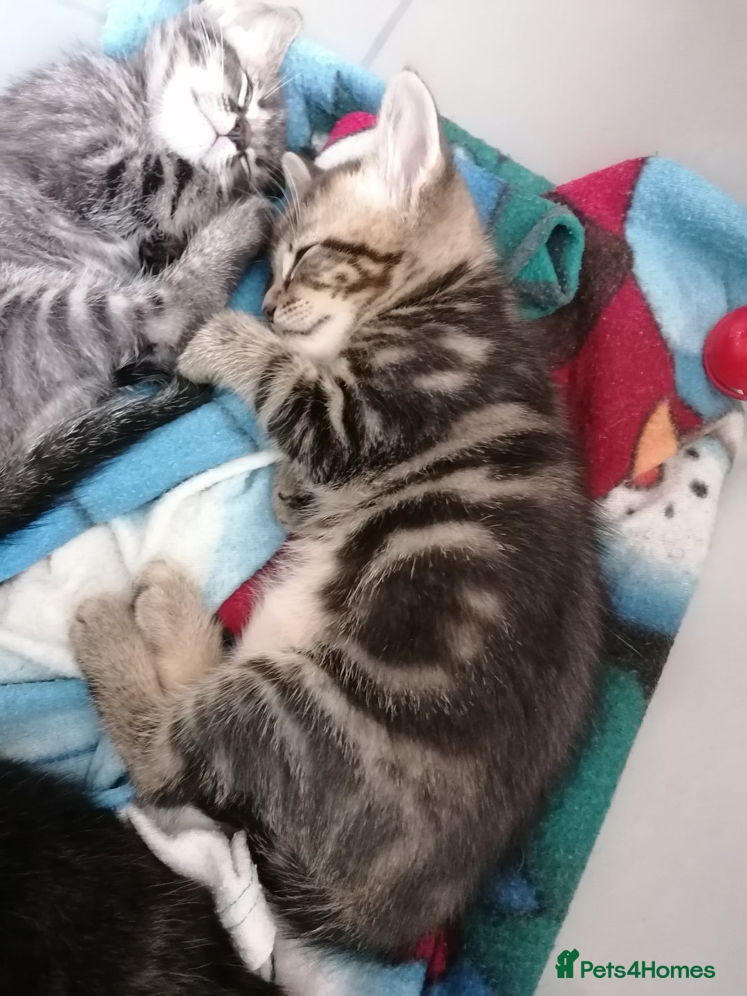Mixed Breed cats for sale: Fluffy Bundles of Joy :) - Image 9