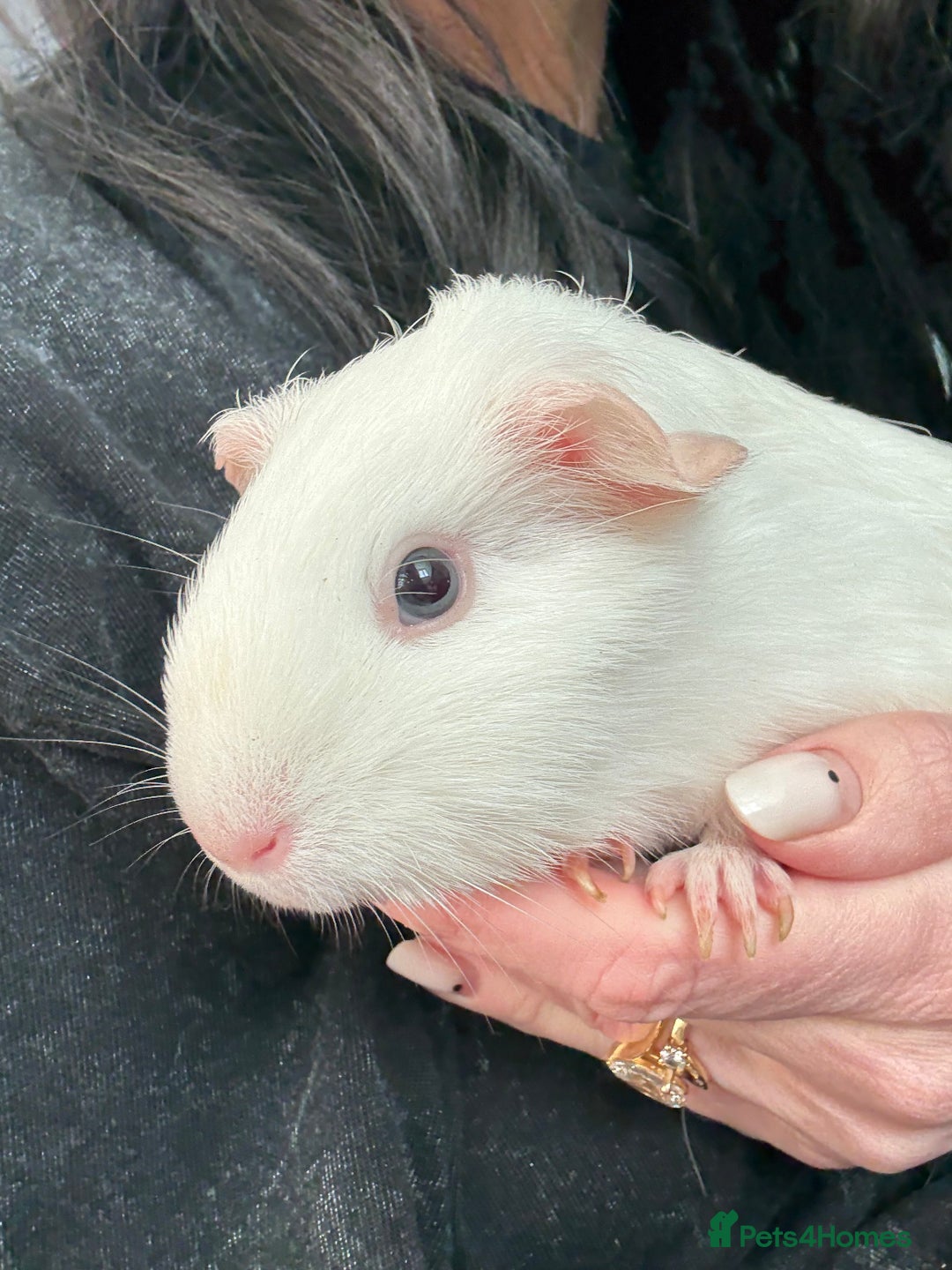 Guinea Pig rodents for sale: 2 female guinea pigs and kavee cage - Advert 3