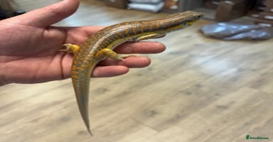 Skink reptiles Berber (Schneider) skink  - Advert 1