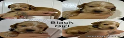 Cocker Spaniel dogs for sale: Cocker spaniel puppy’s 🐶  - Advert 4