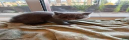 British Shorthair cats for sale: Adorable Purebred British Shorthair Kittens - 9wks - Advert 8