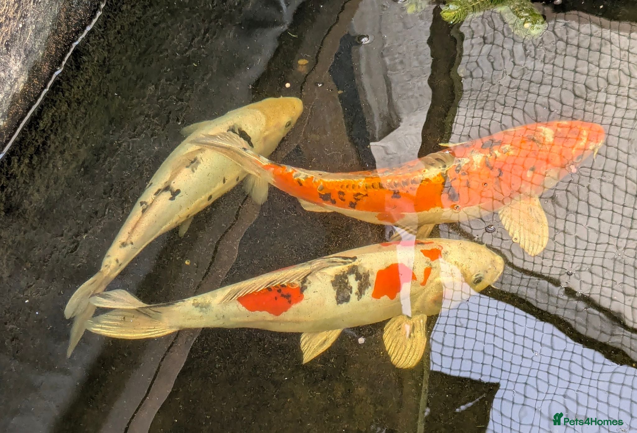 Koi Carp fish 3 Stunning Koi carp  - Advert 6