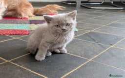 British Shorthair cats for sale: Beautiful female kitten  - Image 9