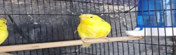 Budgerigars birds for sale: Super silly hand tamed baby budgies  - Advert 12