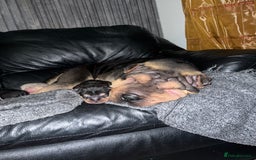 Shar Pei dogs for sale: Adorable Chinese Shar-Pei Puppies for Sale! - Image 2