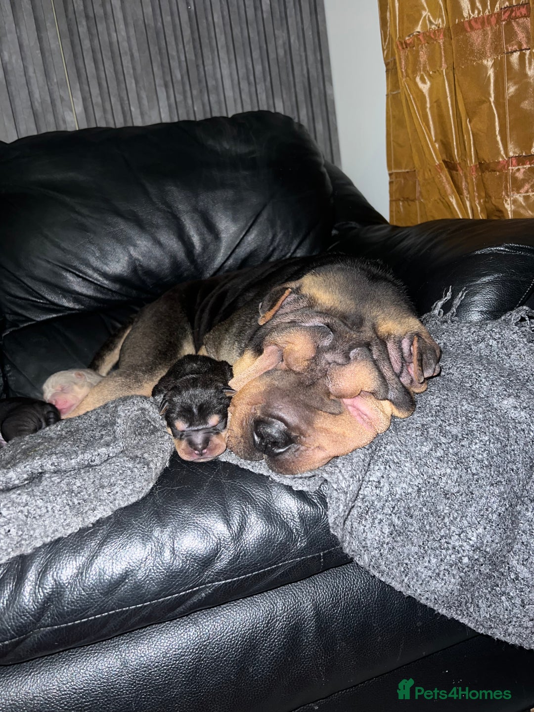 Shar Pei dogs for sale: Adorable Chinese Shar-Pei Puppies for Sale! - Image 2