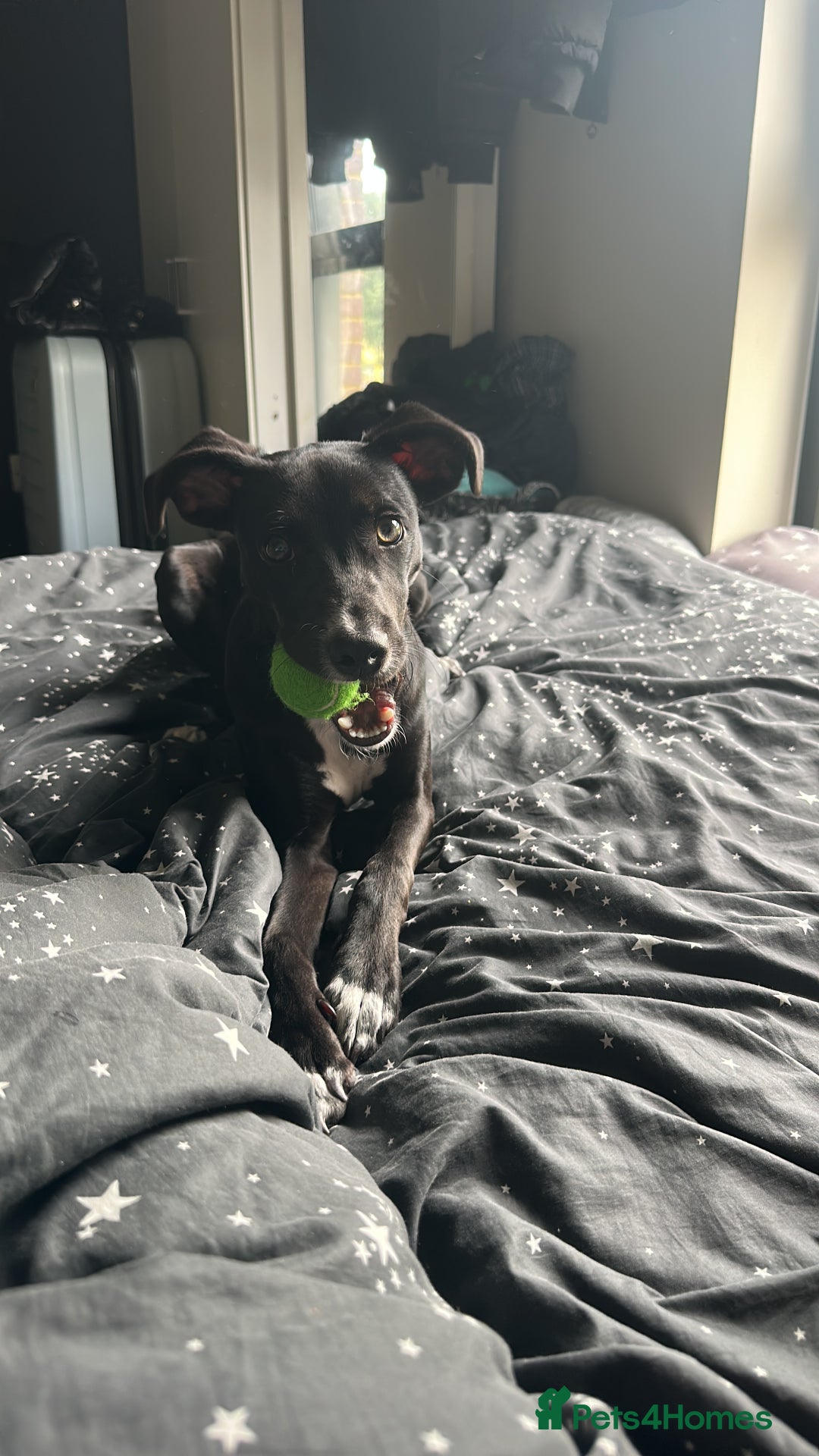 Mixed Breed dogs for sale: Reggie  - Image 1
