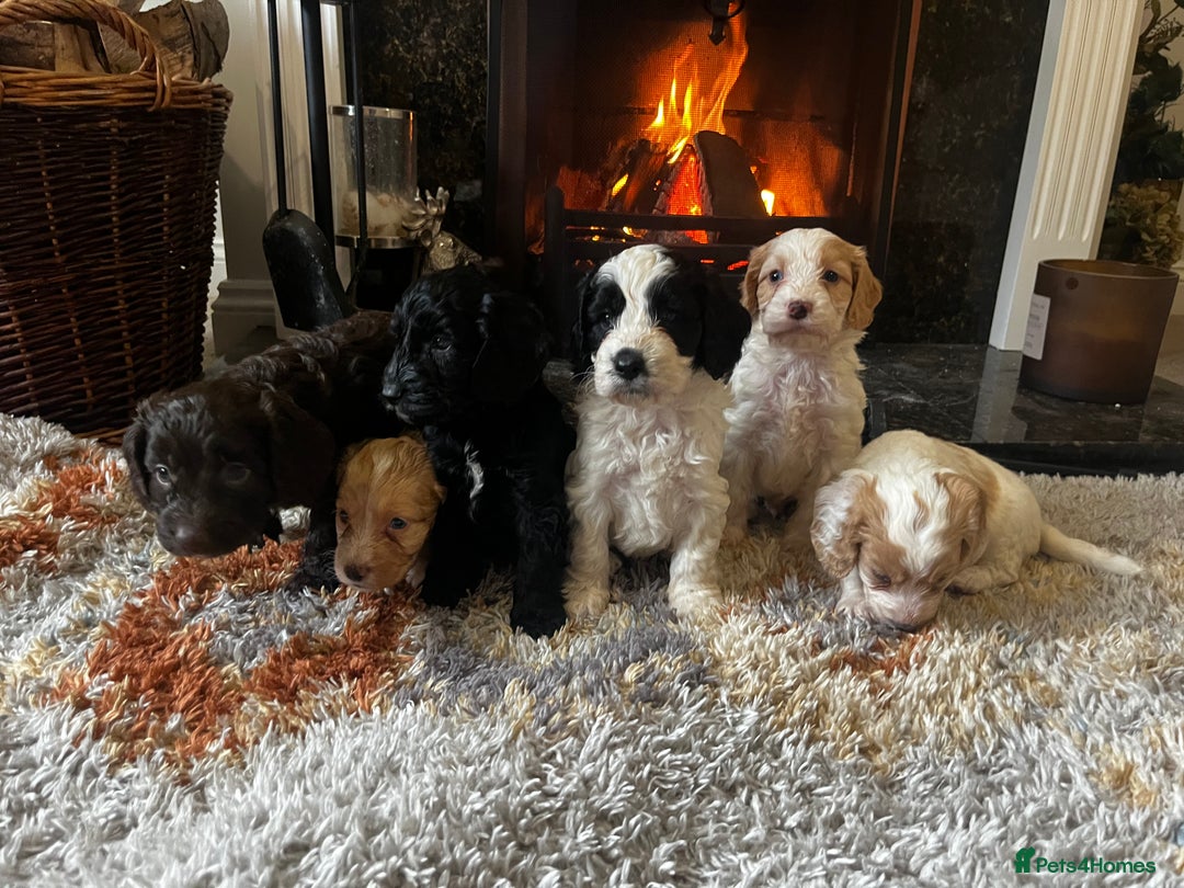 Cockapoo dogs for sale: Cockapoo Puppies Looking For 5* Homes  - Image 4