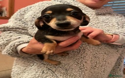 Miniature Dachshund dogs for sale: STUNNING MINIATURE DACHSHUND PUPPIES FOR SALE  - Image 4