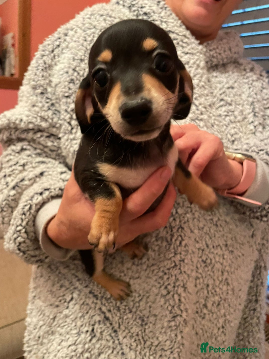 Miniature Dachshund dogs for sale: STUNNING MINIATURE DACHSHUND PUPPIES FOR SALE  - Image 4