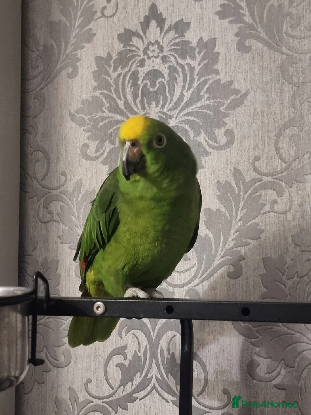 Parrots birds for sale: Amazon  - Advert 5