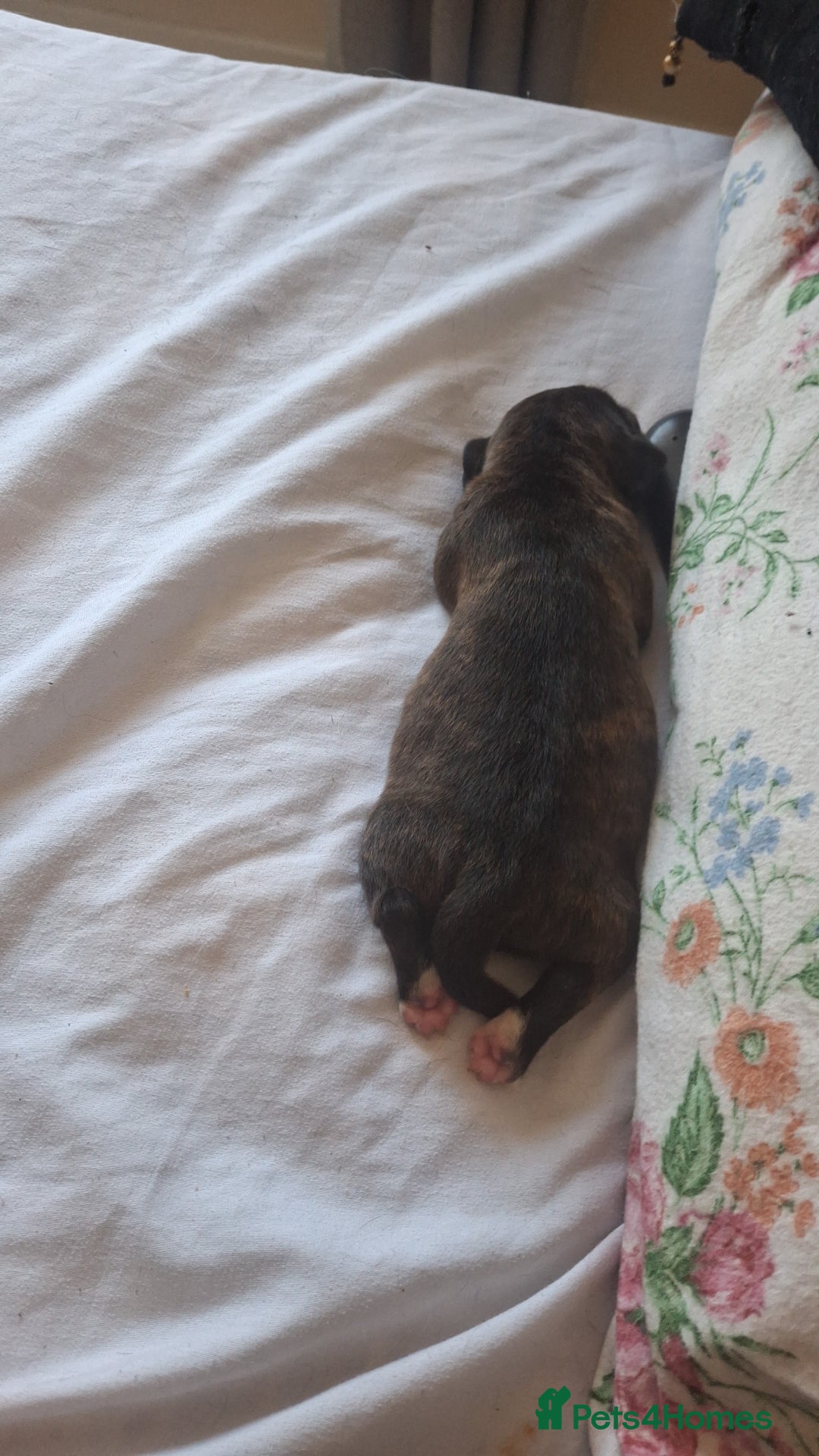 Mixed Breed dogs for sale: 2 boy 2 girls springer mixed with staff puppys - Image 19