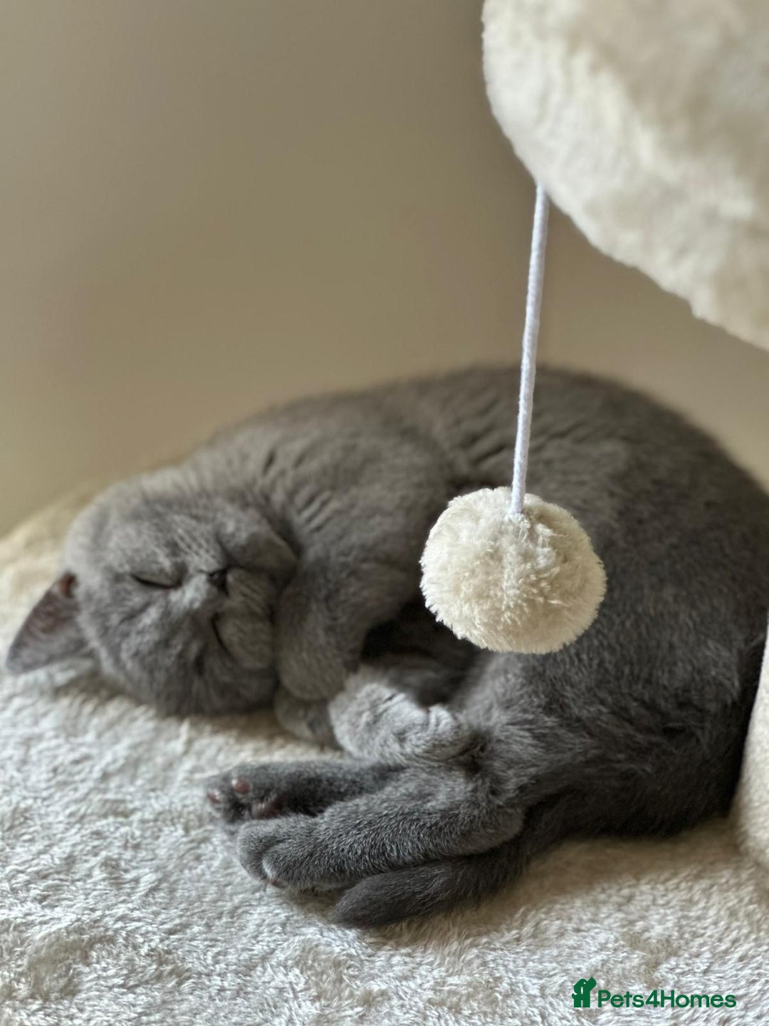 British Shorthair cats for sale: Reduced to clear Britsh shorthair Pure blue Girl  - Advert 4
