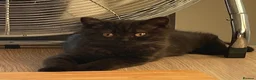 British Shorthair cats for sale: Ready now - Advert 4