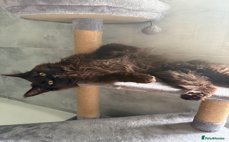 Maine Coon cats - Advert 1