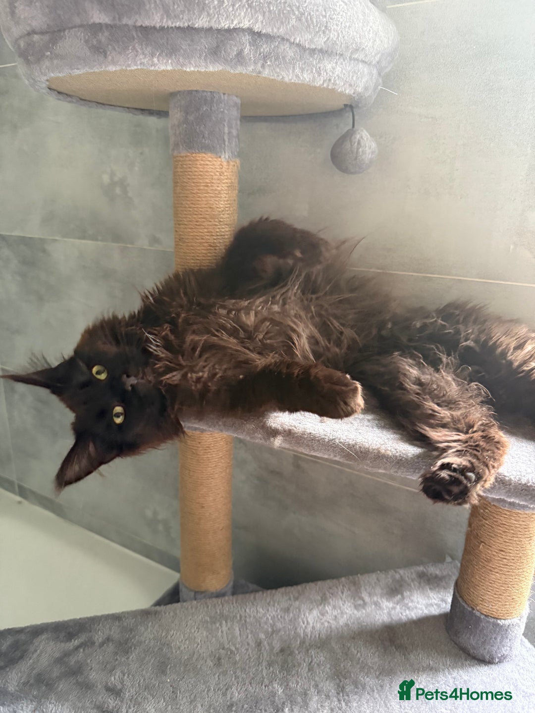 Maine Coon cats for sale: chocolate maine coon (coa coa)  - Image 1