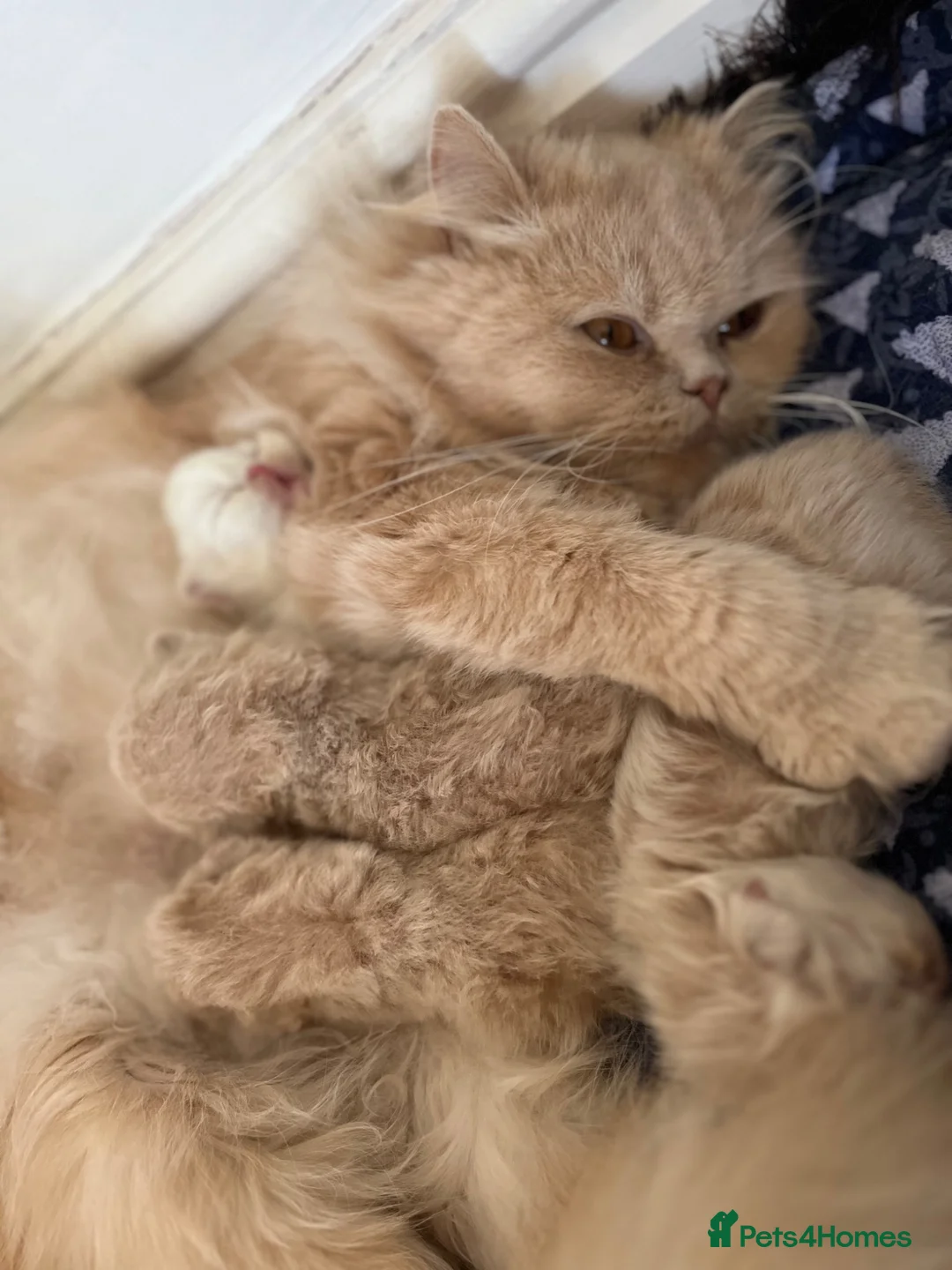Persian cats for sale: 🐾 Persian Kittens for Sale 🐾 in Coventry - Advert 2
