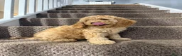 Cockapoo dogs for sale: Two beautiful puppies  - Advert 3