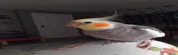 Cockatiels birds for sale: Male cocktail 3 years old in Redditch - Advert 2