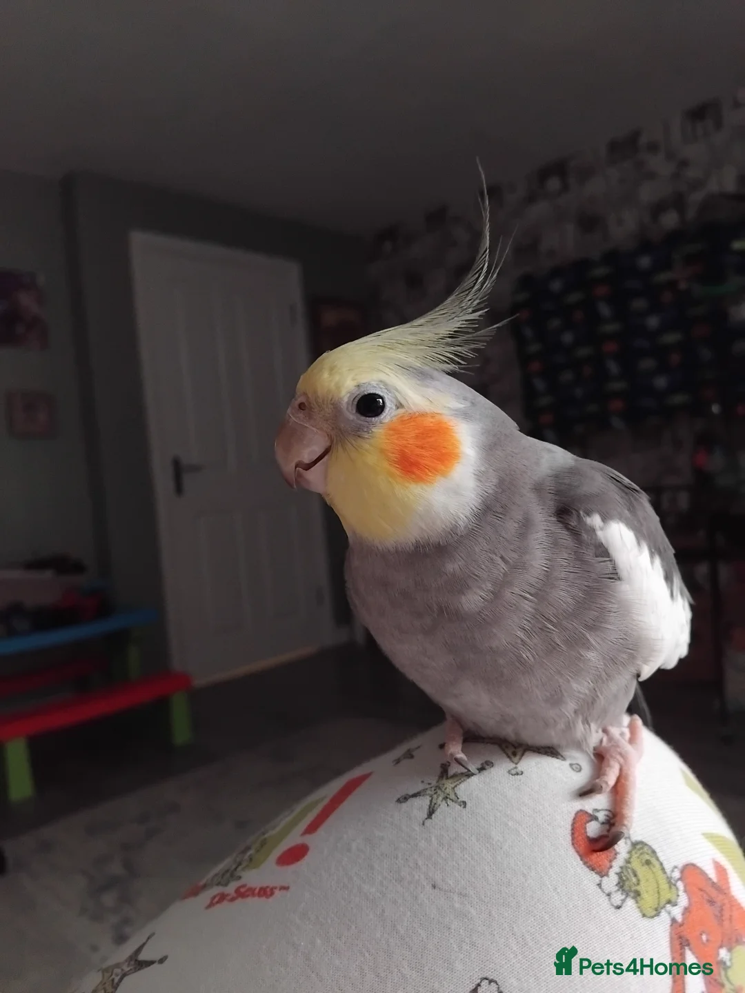 Cockatiels birds for sale: Male cocktail 3 years old in Redditch - Advert 2