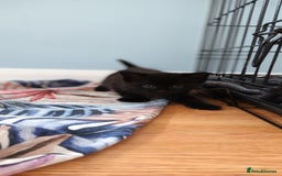 Domestic Shorthair cats for sale: 3 kittens for sale, 2 boys 1 girl.  - Image 2