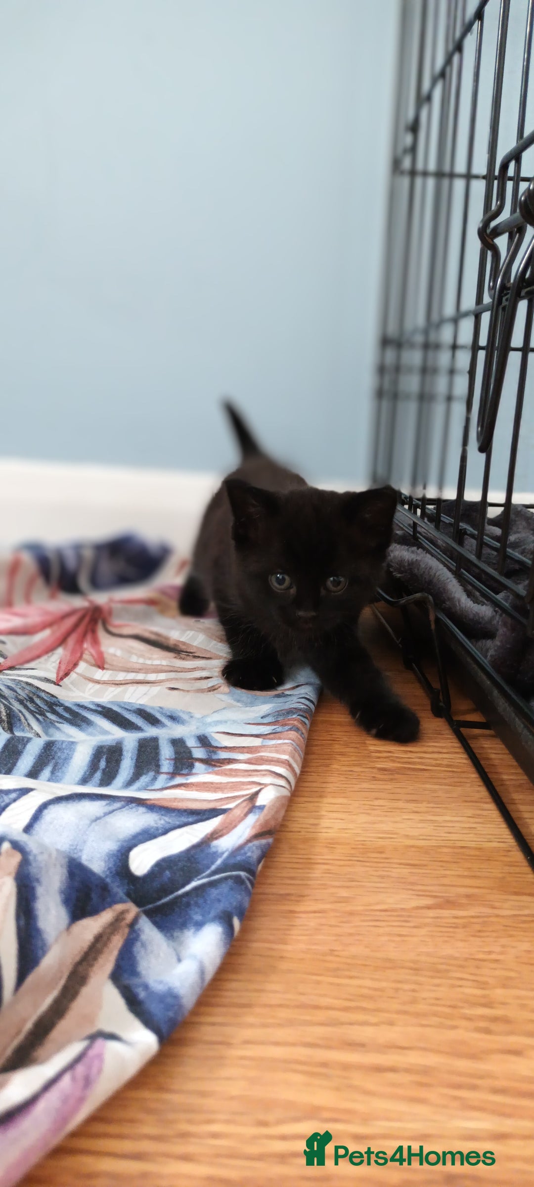Domestic Shorthair cats for sale: 3 kittens for sale, 2 boys 1 girl.  - Image 2