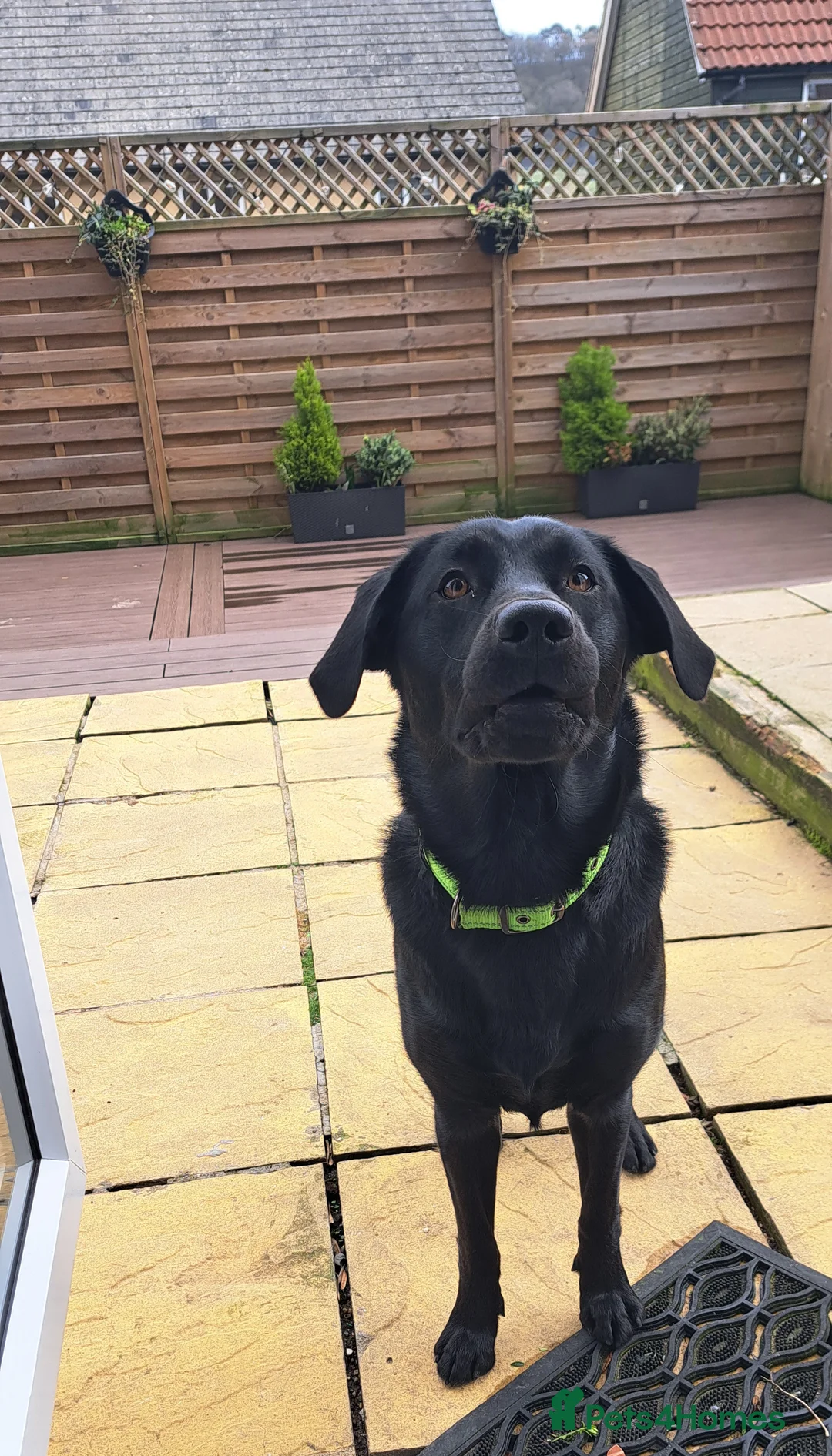 Labrador Retriever dogs for sale: Buzz 10 month old black Labrador  - Advert 1