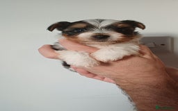 Yorkshire Terrier dogs for sale: 100% Biewer yorkshire-terrier Pedigree  - Advert 7