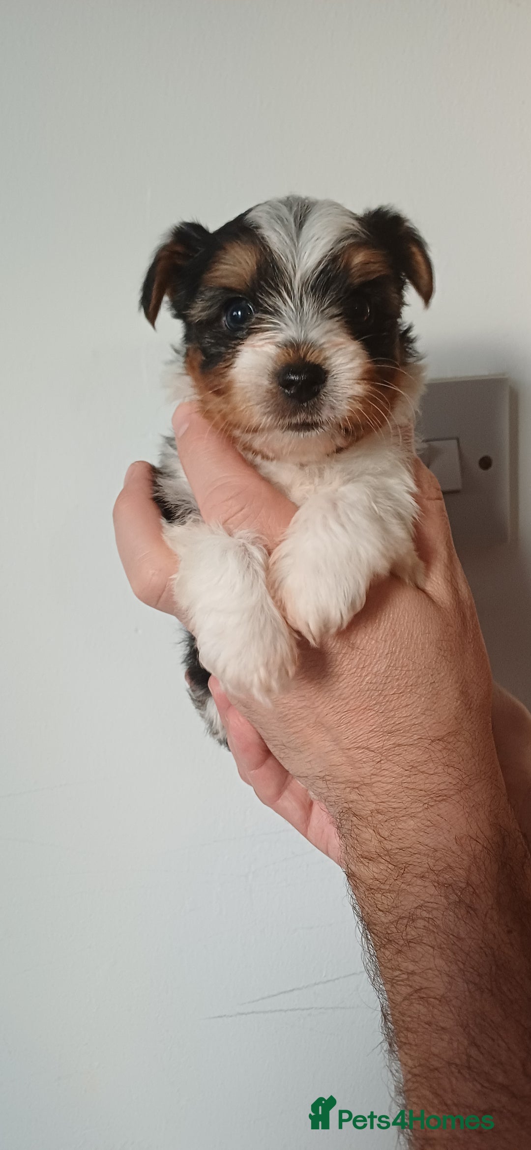 Yorkshire Terrier dogs for sale: 100% Biewer yorkshire-terrier Pedigree  - Advert 7