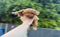 Cockapoo dogs for sale: F2 Red Cockapoo’s  - Image 2