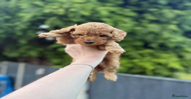 Cockapoo dogs - Advert 8