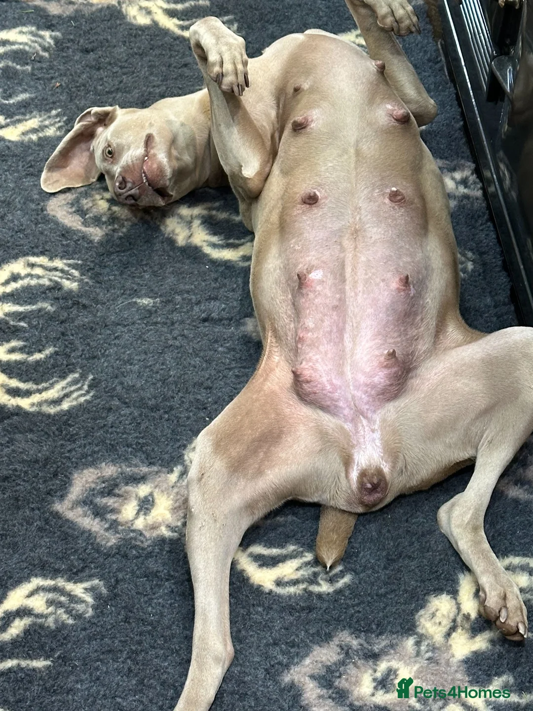 Weimaraner dogs for sale: Quality Dual purpose puppies for sale - Advert 2