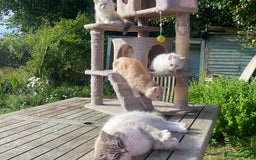 Siberian cats for sale: x5 Adorable Pure Siberian Kittens to re-home😻 - Image 17