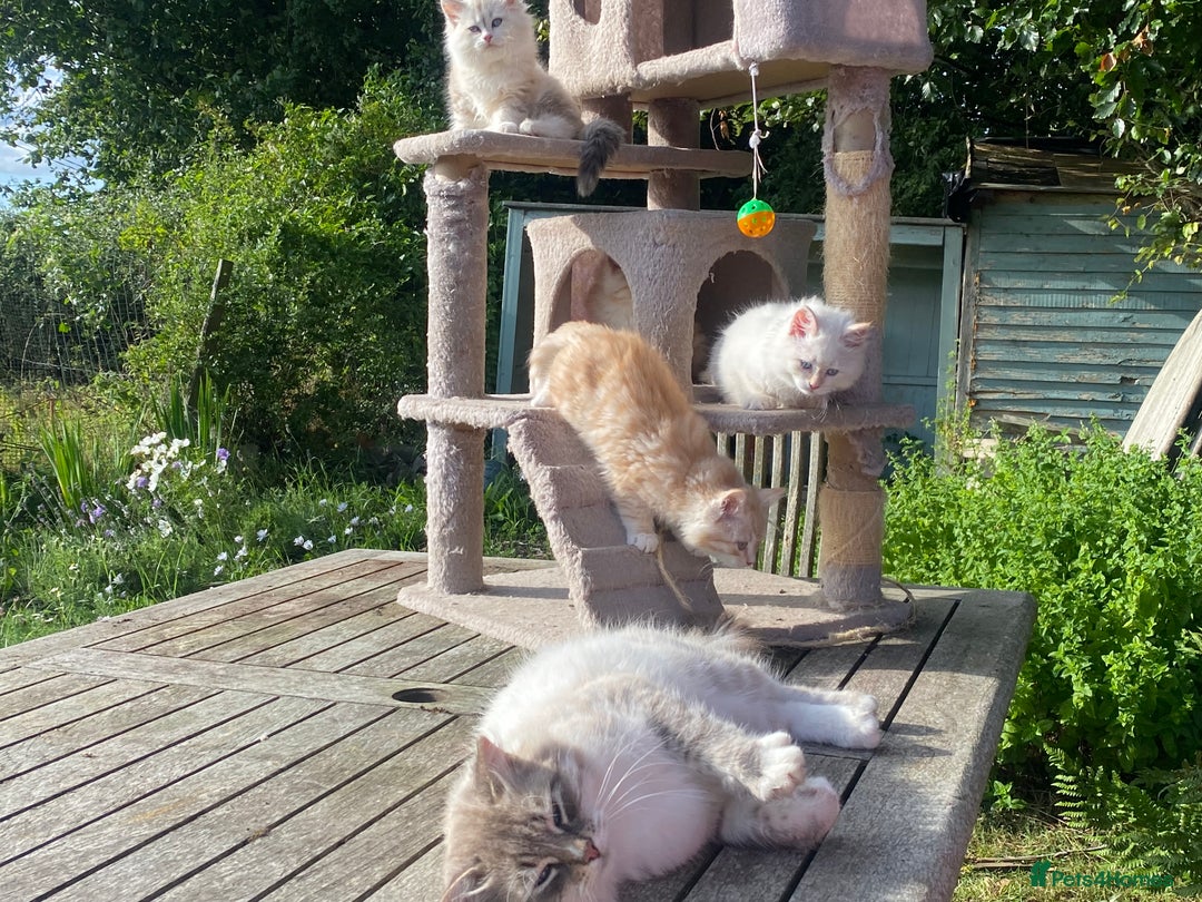 Siberian cats for sale: x5 Adorable Pure Siberian Kittens to re-home😻 - Image 17