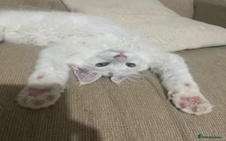 Maine Coon cats for sale: Stunning Pedigree Pure White Maine Coon Kitten - Image 5