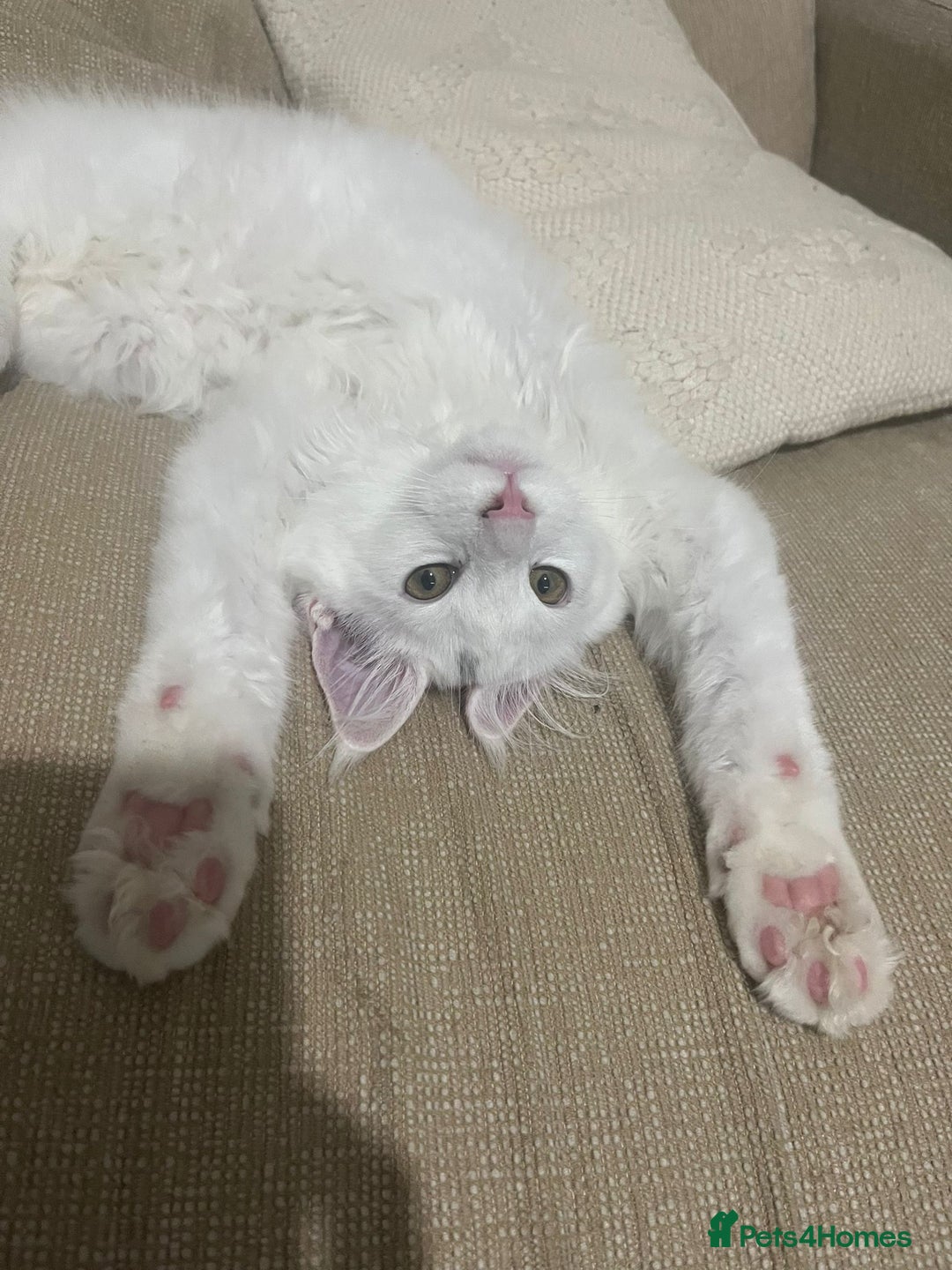 Maine Coon cats for sale: Stunning Pedigree Pure White Maine Coon Kitten - Image 5