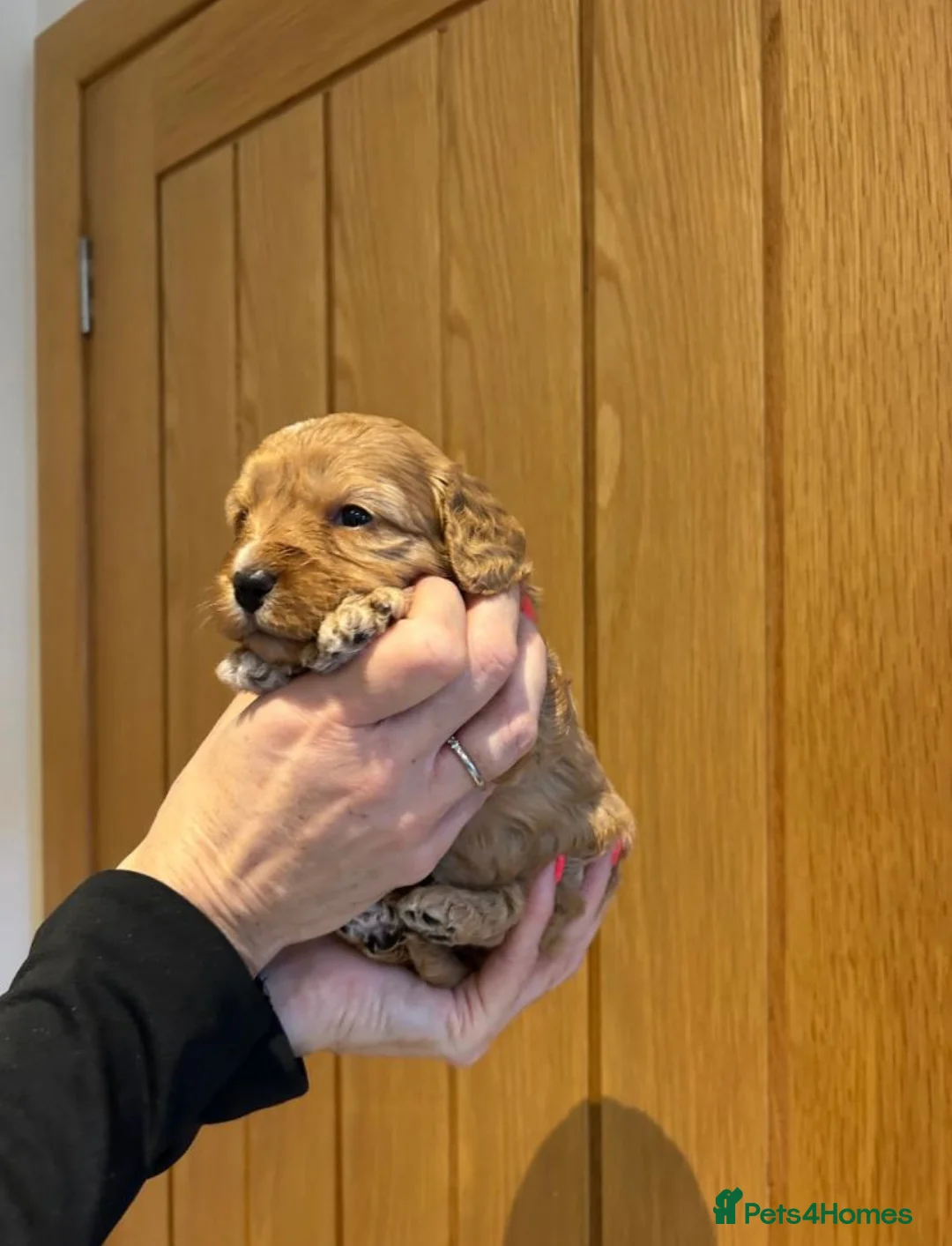 Cavapoo dogs for sale: Stunning Cavapoo Puppies – Ready Soon  - Advert 2