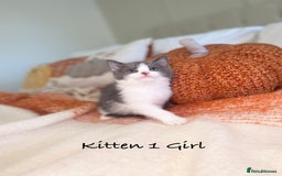 Mixed Breed cats for sale: Beautiful kittens 8 weeks old ready now  - Image 4