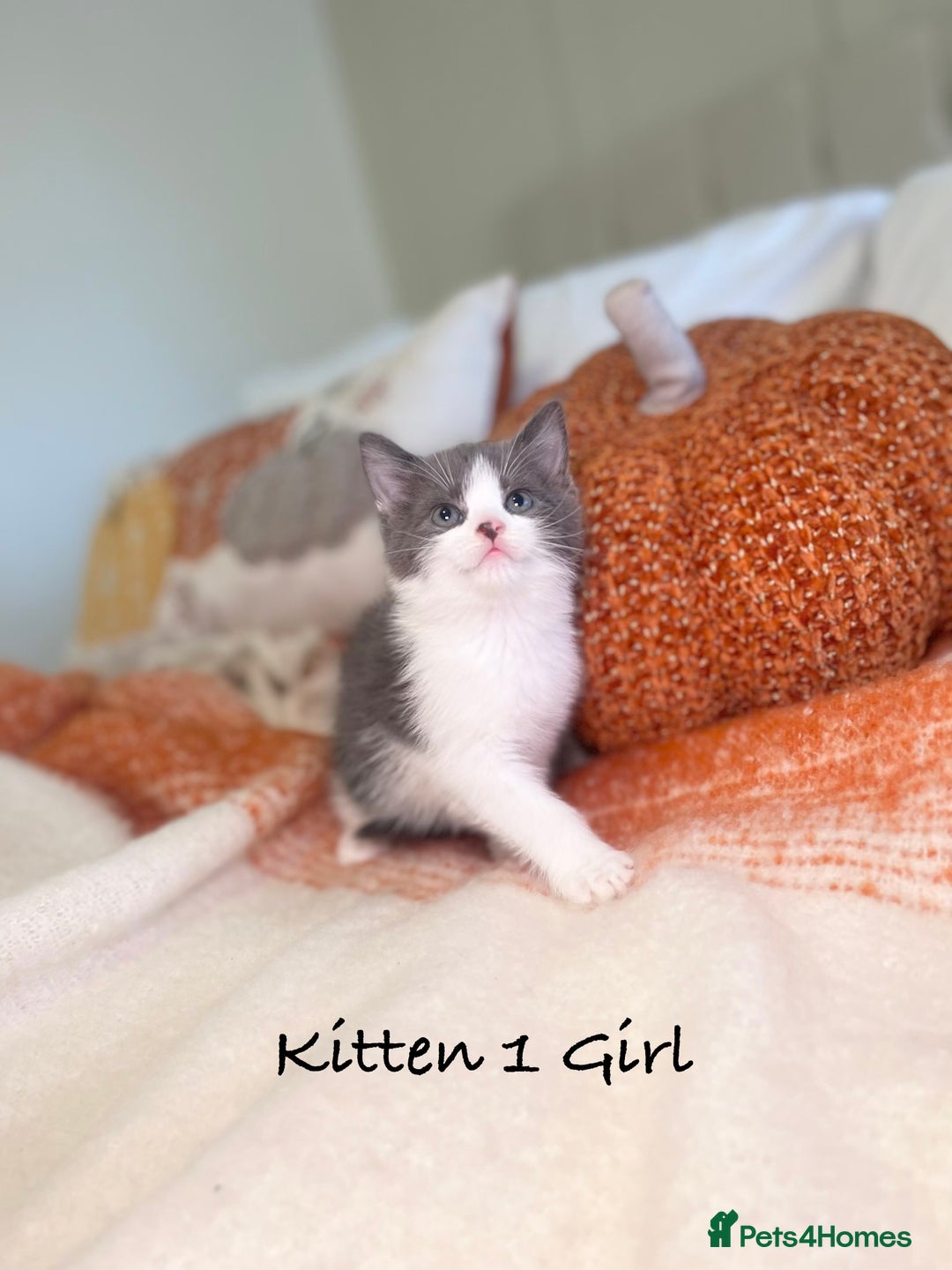 Mixed Breed cats for sale: Beautiful kittens 8 weeks old ready now  - Image 4