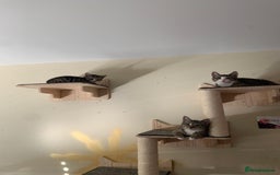 Mixed Breed cats for sale: FEMALE KITTEN - microchipped, flea&worm treated!  - Image 37